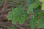 Atlantic poison oak